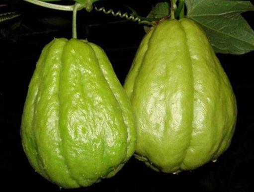 吃佛手瓜润肠,轻松改善肠道健康之道