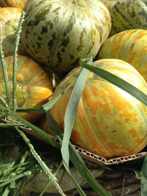 面瓜怎么吃,探索面瓜的多样美味