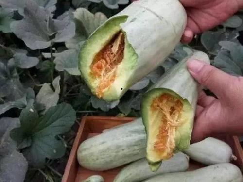 羊角蜜甜蜜瓜怎么吃,多味食法解锁夏日清新美味