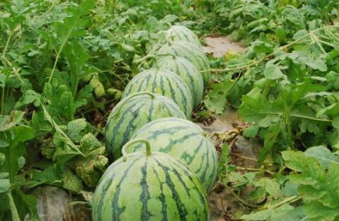 做梦吃甜的瓜,揭秘梦境中的甜蜜滋味