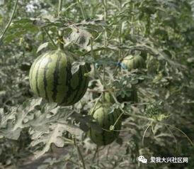 曝光门吃瓜,揭秘娱乐圈背后的惊人真相