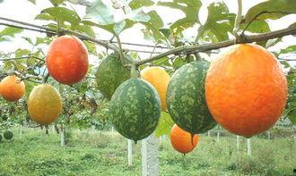 花吊瓜怎么吃,探索美味与营养的完美结合