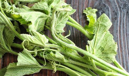 云南吃的瓜尖是什么瓜,揭秘当地特色美食——瓜尖的奥秘