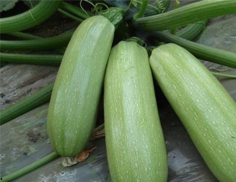 吃美容瓜的好处,肌肤焕发，健康养颜的秘密武器