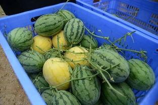 吃瓜加群,揭秘网络社交圈的趣味群聊