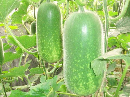 德胜吃瓜大赛,一场舌尖上的狂欢盛宴