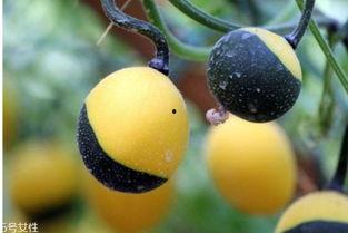 吃吊瓜有什么好处,揭秘吃吊瓜的五大好处