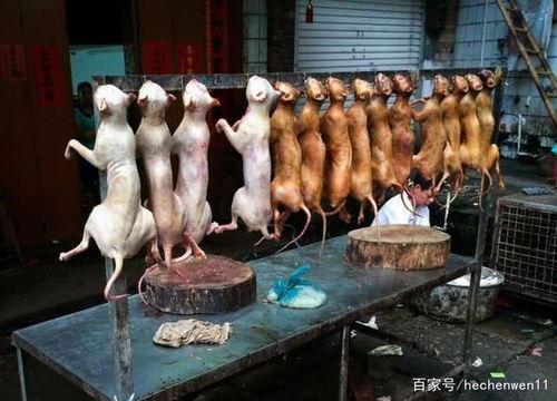 玉林狗肉吃瓜群众,吃瓜群众的视角与反思