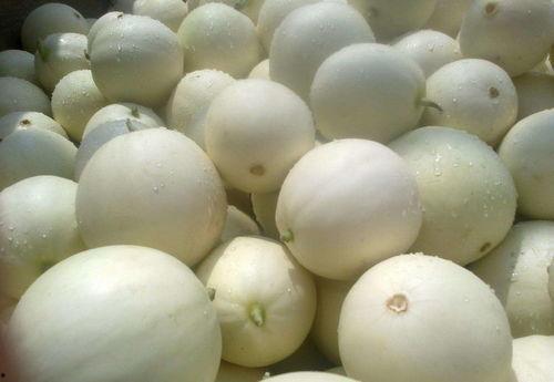 crazy c 吃天瓜,吃天瓜的奇幻冒险之旅