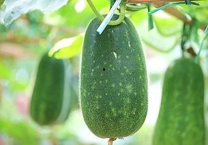 五爪吃瓜,瓜界奇谈