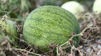 兰州高校吃瓜行为,揭秘校园热点背后的故事