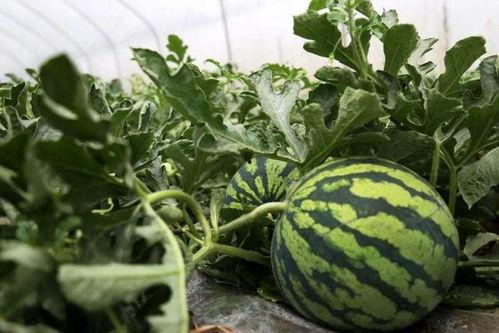 吃瓜吓一跳,揭秘娱乐圈那些吓人的秘密