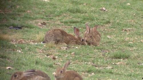 野餐兔瓜在哪吃,探寻美食新地标，解锁户外野餐新体验