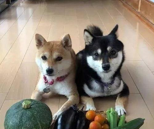 带你吃瓜拳击狗,带你领略“吃瓜拳击狗”的独特魅力