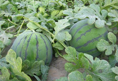 乾隆口渴到瓜地吃瓜