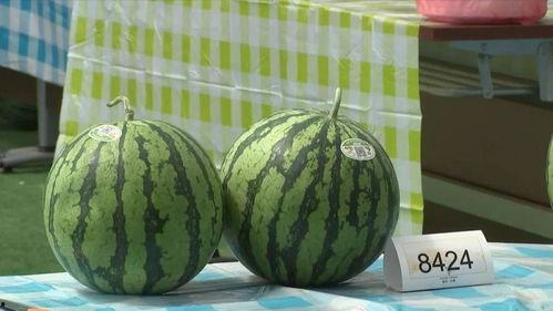 嘉兴最新吃瓜事件,揭秘某神秘事件背后的真相