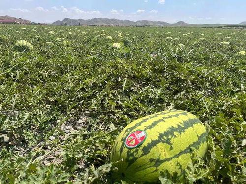 宁夏吃的新疆瓜,品尝新疆瓜果的甜蜜邂逅