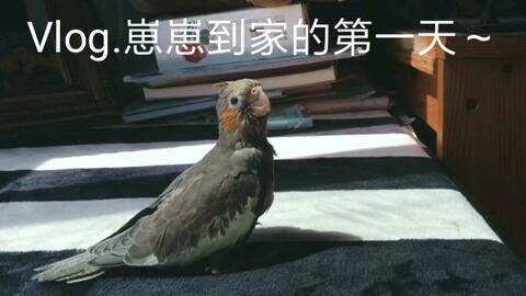 鹦鹉吃瓜丝,瓜丝盛宴的欢乐时光