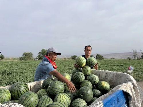 日照赵某某吃瓜,揭秘背后真相与网络舆论风暴