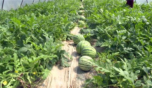 金乡吃瓜最新视频,揭秘最新视频背后的热点事件