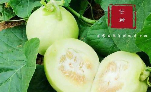 郓城翰林府吃瓜,瓜香四溢，品味古韵新篇