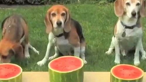 三个狗狗吃瓜,趣味横生话宠物